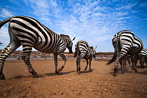 Common or plains zebra (Equus quagga burchelli) herd heading for the Mara River. Masai Mara National Reserve, Kenya. Taken with remote wide angle camera.