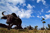Cape buffalo (Syncerus caffer) young male approaching with curiosity. Masai Mara Nationa Reserve, Kenya. Taken with remote wide angle camera.
