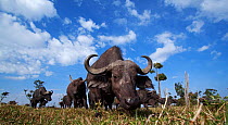 Cape buffalo (Syncerus caffer) male approaching with curiosity. Masai Mara Nationa Reserve, Kenya. Taken with remote wide angle camera.