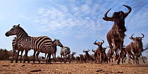 Eastern white-bearded wildebeest (Connochaetes taurinus) and Common or Plains zebra (Equus quagga burchelli) mixed herd running. Masai Mara National Reserve, Kenya. Taken with remote wide angle camera...