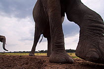 African elephant (Loxodonta africana) close-up. Masai Mara National Reserve, Kenya. Taken with remote wide angle camera.