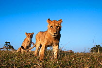 Lion (Panthera leo) cubs aged about 2 years approaching with curiosity - remote wide angle perspective . Masai Mara National Reserve, Kenya. Taken with remote wide angle camera.