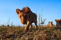 Lion (Panthera leo) cub aged about 2 years approaching with curiosity - remote wide angle perspective . Masai Mara National Reserve, Kenya. Taken with remote wide angle camera.