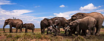 African elephants (Loxodonta africana) gathering at a waterhole. Masai Mara National Reserve, Kenya. Taken with remote wide angle camera.