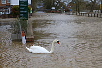 Mute swan (Cygnus olor) swimming out of petrol station in flooded  street during February 2014 floods, Upton upon Severn, Worcestershire, England, UK, 8th February 2014.