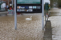 Mute swan (Cygnus olor) swimming in flooded petrol station during February 2014 floods, Upton upon Severn, Worcestershire, England, UK, 8th February 2014.