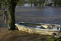 Boat in flood tethered to apple tree in garden submerged by February 2014 flooding, Upton upon Severn, Worcestershire, England, UK, 8th February 2014.