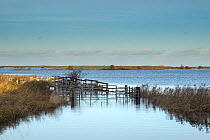 View over flooded grazing marsh after the 6 December east coast tidal surge, Burnham Norton, Norfolk, England, UK, December 2013.
