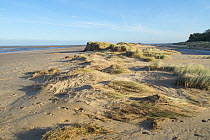 Sand dunes covered in Marram grass (Ammophila arenaria) damaged by the 6 December east coast tidal surge, Holkham beach, Norfolk, England, UK, December 2013.