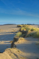 Sand dunes covered in Marram grass (Ammophila arenaria) damaged by the 6th December east coast tidal surge, Holkham beach, Norfolk, England, UK, December 2013.