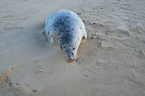 Dead Common seal (Phoca vitulina) washed up after the 6th December east coast tidal surge, Holkham beach, Norfolk, England, UK, December 2013.