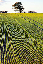 Field of Winter barley (Hordeum vulgare), Norfolk, England, UK, November 2013.