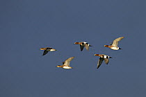 Flock of Wigeon (Anas penelope) in flight, Cley, Norfolk, England, UK, November.