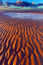 Oystercatcher (Haematopus ostralegus)  footprints on sand at low tide, Norfolk, England, UK, November.