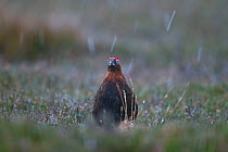 Male Red grouse (Lagopus scoticus) in falling snow, with a flake landing on its head, Yorkshire Dales National Park, Yorkshire, England, UK, November.