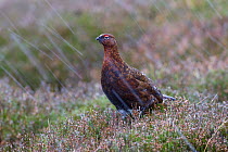 Female Red grouse (Lagopus scoticus) in falling snow, Yorkshire Dales National Park, Yorkshire, England, UK, November.