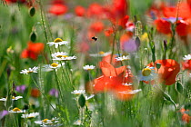 RF- Bumblebee (Bombus) in flight amongst flowering Field poppies (Papaver rhoeas) and Ox-eye daisies (Leucanthemum vulgare). Chiltern Hills, Area Of Natural Beauty, Buckinghamshire, England, UK. June....