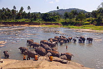 Sri lankan elephants (Elephas maximus maximus) from Pinnawala Elephant Orphanage bathing  in the Maha Oya river with their carers nearby, part of a scheme run by the Sri Lankan Department of Wildlife,...