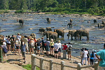 Tourists watching Sri lankan elephants (Elephas maximus maximus) from Pinnawala Elephant Orphanage bathing  in the Maha Oya river, part of a scheme run by the Sri Lankan Department of Wildlife, Sri La...