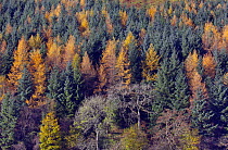 Plantation of evergreen  Norway spruce (Picea abies) and deciduous  Larch (Larix decidua) trees, North Yorshire, England, UK, November.