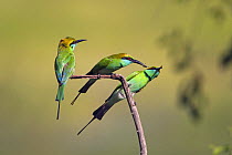 Three Green bee-eaters (Merops orientalis) with insect prey, Yala National Park, Sri Lanka.