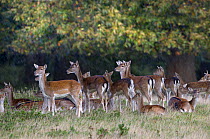 Fallow deer (Dama dama) herd, Holkham, Norfolk, England, UK, October.