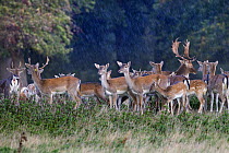 Fallow deer (Dama dama) herd, buck and does,Holkham, Norfolk, England, UK, October.