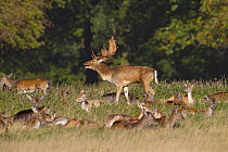 Fallow deer (Dama dama) herd with buck calling, Holkham, Norfolk, England, UK, October.