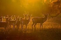 Fallow deer (Dama dama) herd at dawn, Holkham, Norfolk, England, UK, October.
