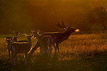 Fallow deer (Dama dama) herd at dawn, with buck bellowing during rut, Holkham, Norfolk, England, UK, October.