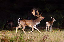 Fallow deer(Dama dama) buck during autumn rut, Holkham, Norfolk, England, UK, October.