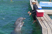 Bottle-nosed dolphins (Tursiops truncatus) with their keeper, Roatan Institute for Marine Science, Bay Islands, Honduras.