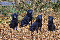 Four Labrador Retrievers waiting at a pheasant shoot, Norfolk, England, UK, December.
