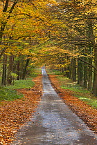 View along a lane through autumnal woodland, Holkham, Norfolk, England, UK, November.