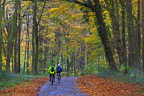 Two people cycling along a lane through autumnal woodland, Holkham, Norfolk, England, UK, November.