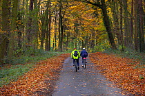 Two people cycling along a lane through autumnal woodland, Holkham, Norfolk, England, UK, November.