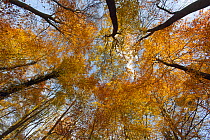 Low angle shot up into Beech tree canopy  in Autumn,  Holkham, Norfolk