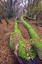 Fallen English oak tree (Quercus robur), with Common beech trees (Fagus sylvatica) in the background, Epping Forest, Essex, England, UK, December.