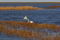 View of flooding on the Cley marshes NWT reserve caused by the 6th December east coast tidal surge, with a Mute swan (Cygnus olor), Norfolk, England, UK, December 2013.