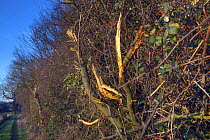 Recently mechanically flayed Blackthorn hedge, Norfolk, UK, December