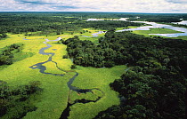 Aerial view of flooded forest or 'Varzea forest' during rainy season with floating plants, Rio Negro, Brazil. February 2010.