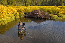 Wildlife Photographer Ingo Arndt on location taking pictures of American beaver (Castor canadensis) lodge, Yellowstone NP, USA, September 2011.
