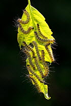 Buff tip moth (Phalera bucephala) caterpillars feeding on leaf, Hungary, June.