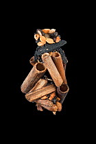 Caddisfly (Limnephilus sp.) case built of sticks, wood fragments, seeds, snail shells and plant stems, Germany, November.