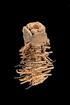 Caddisfly (Limnephilidae) case built out of sticks and bark fragments, Germany, November.