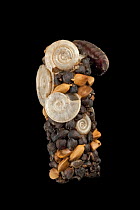 Caddisfly (Limnephilus sp) case built out of seeds and snail shells, Germany.