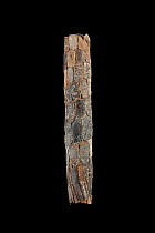 Caddisfly (Phryganea bipunctata) case built out of bark fragments and sticks, Germany, November.