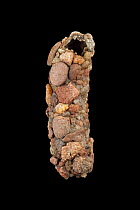 Caddisfly (Potamophylax sp) case built out of rock fragments, Germany.