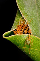 Green tree ant (Oecophylla smaragdina) group building nest by pulling on leaves together, Kakadu National Park Northern Territory, Australia.  Commended in the GDT European Wildlife Photographer of th...