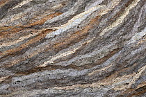 Median wasp (Dolichovespula media) detail of nest surface, Hessen, Germany, April.